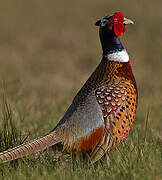 Common Pheasant