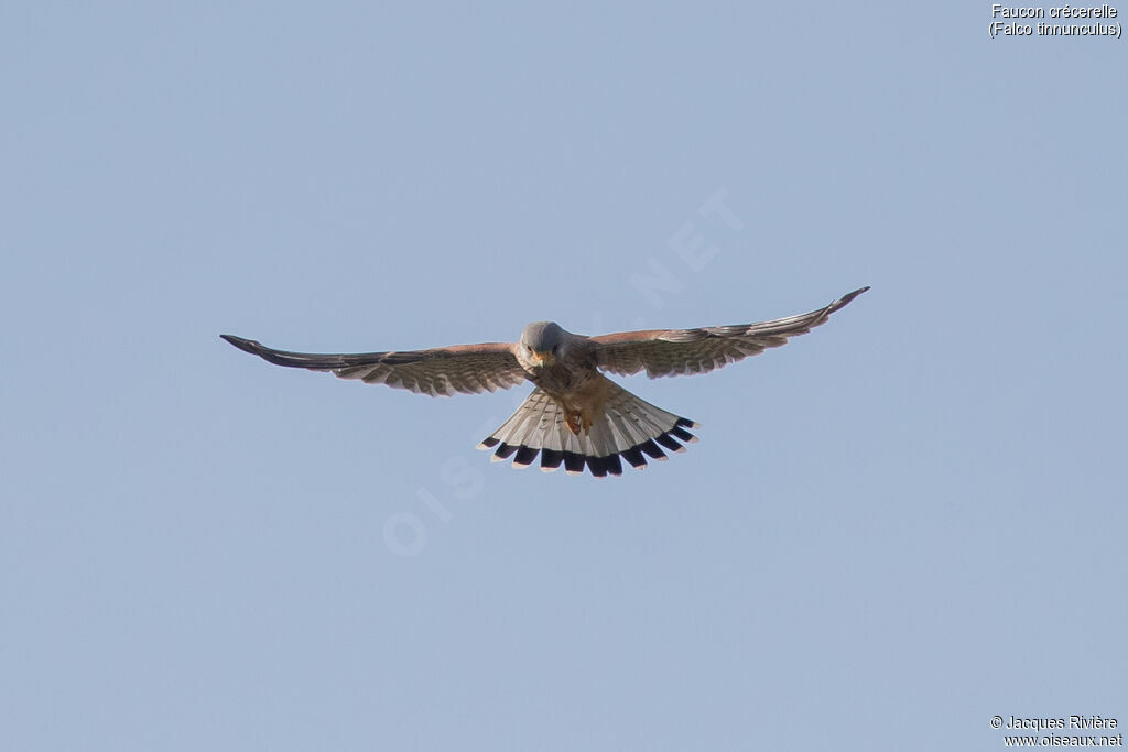 Faucon crécerelle mâle adulte nuptial, Vol