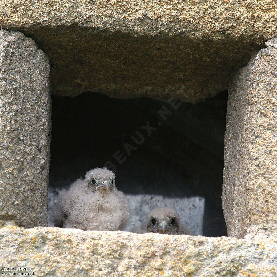 Common KestrelPoussin, Reproduction-nesting