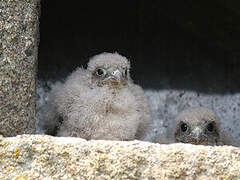 Common Kestrel