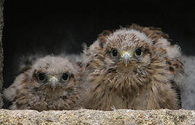 Common Kestrel