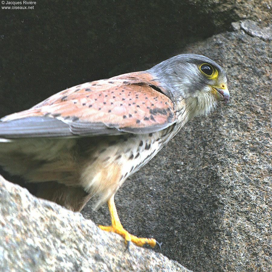 Common Kestrel male adult breeding, Reproduction-nesting