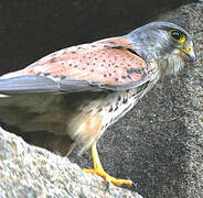 Common Kestrel