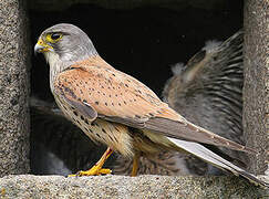 Common Kestrel