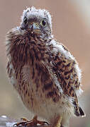 Common Kestrel