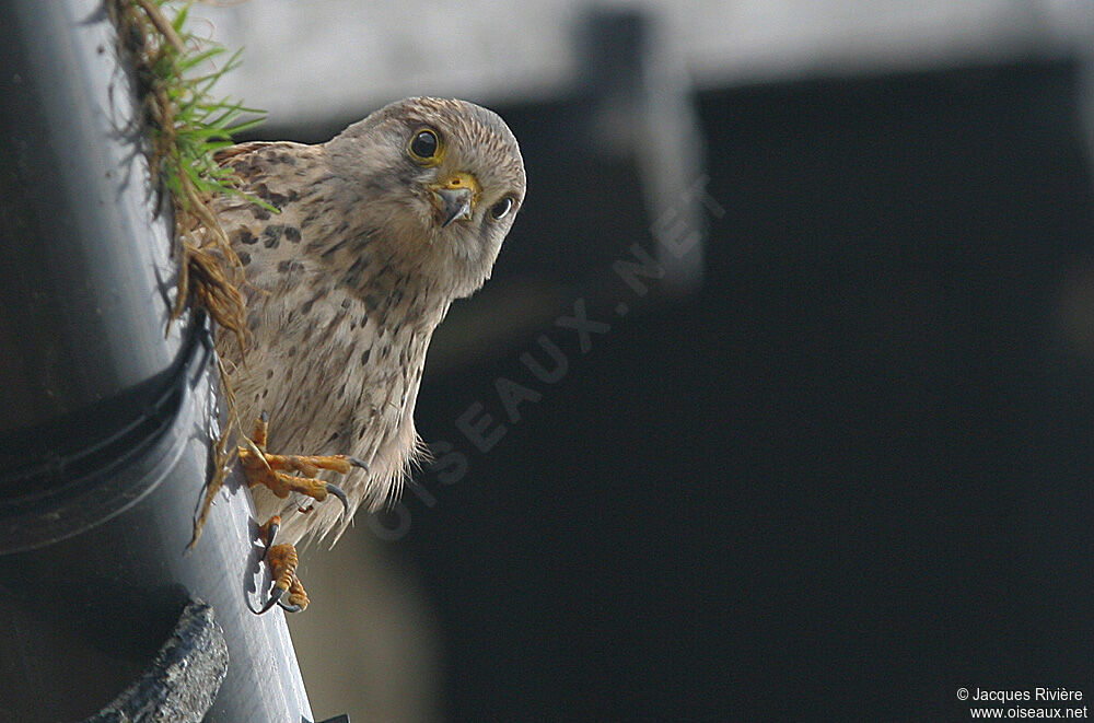 Common Kestrel female