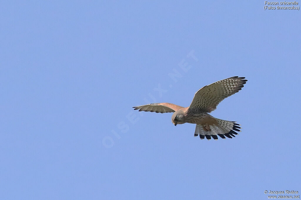 Common Kestrel male adult breeding, Flight