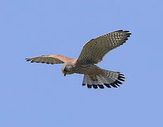 Common Kestrel