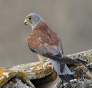 Lesser Kestrel