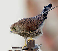 Lesser Kestrel