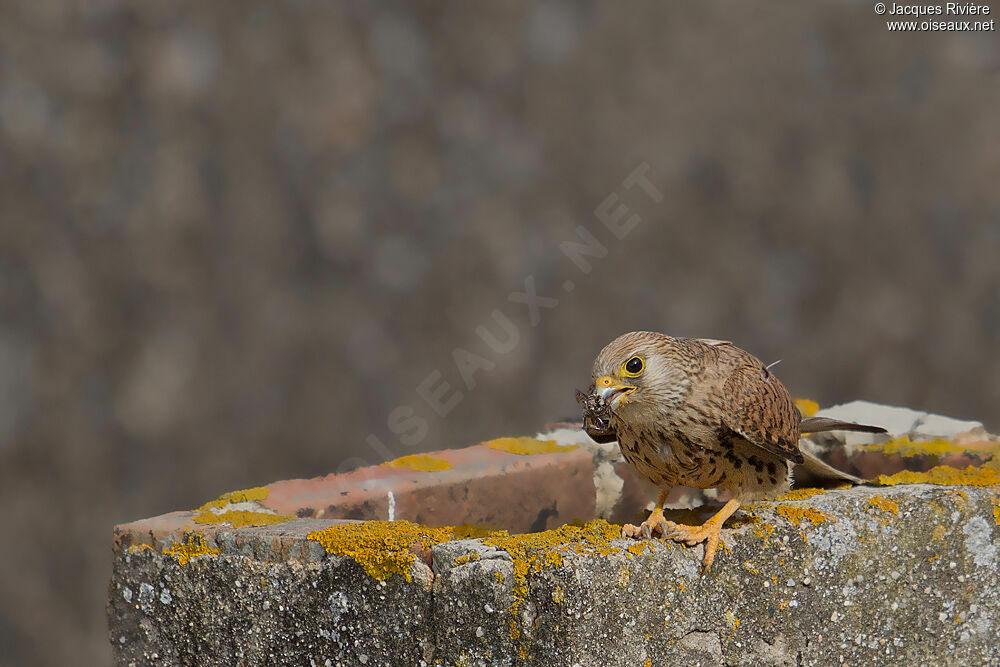 Lesser Kestrel female adult breeding