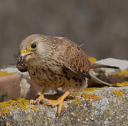 Lesser Kestrel