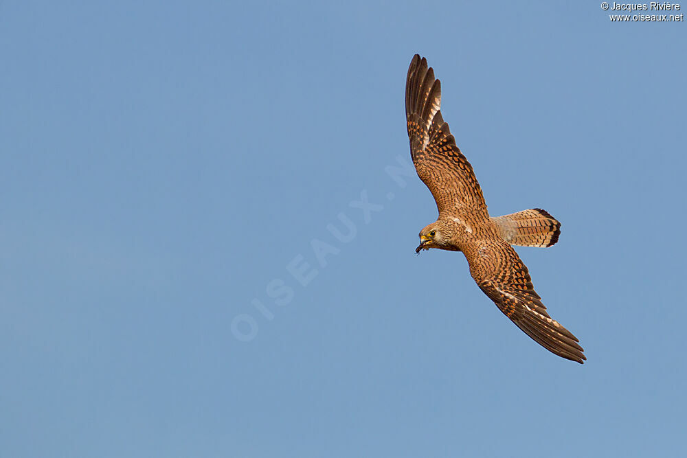 Lesser Kestrel female adult breeding, Flight