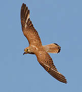 Lesser Kestrel