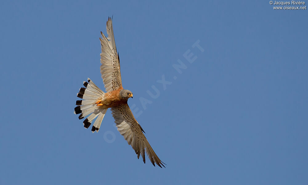 Lesser Kestrel male adult breeding, Flight