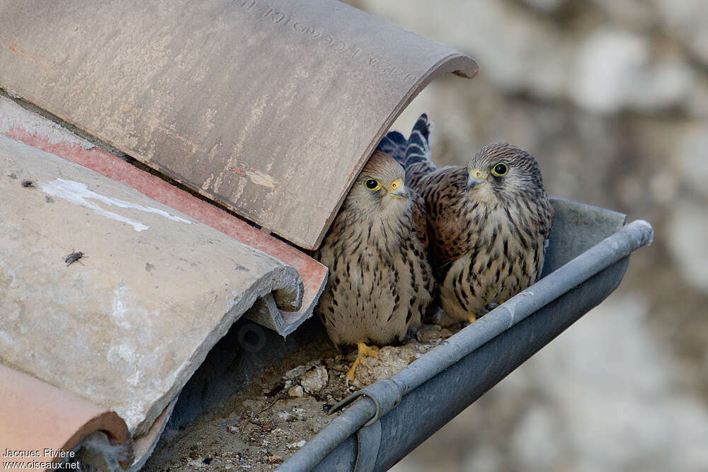 Lesser Kestrel female juvenile, habitat
