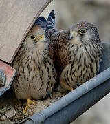 Lesser Kestrel