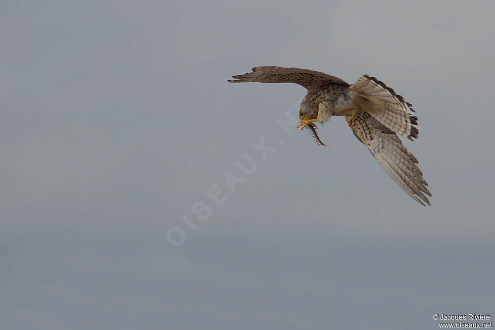 Lesser Kestrel female adult breeding, Flight