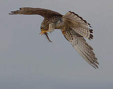 Lesser Kestrel