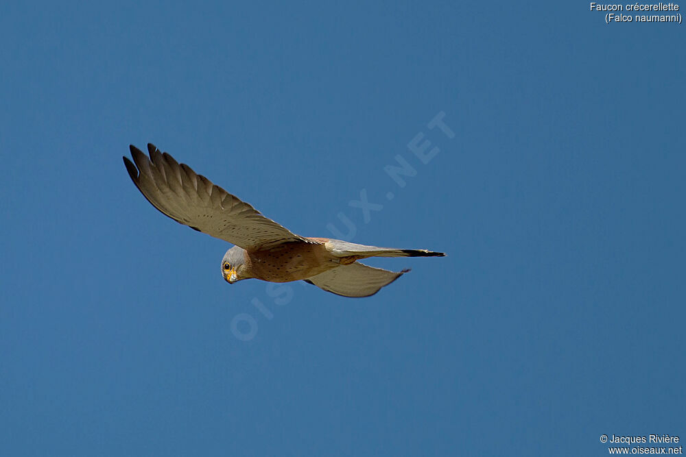 Lesser Kestrel male adult breeding, Flight