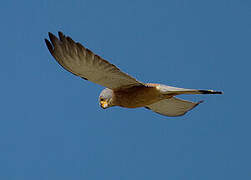 Lesser Kestrel