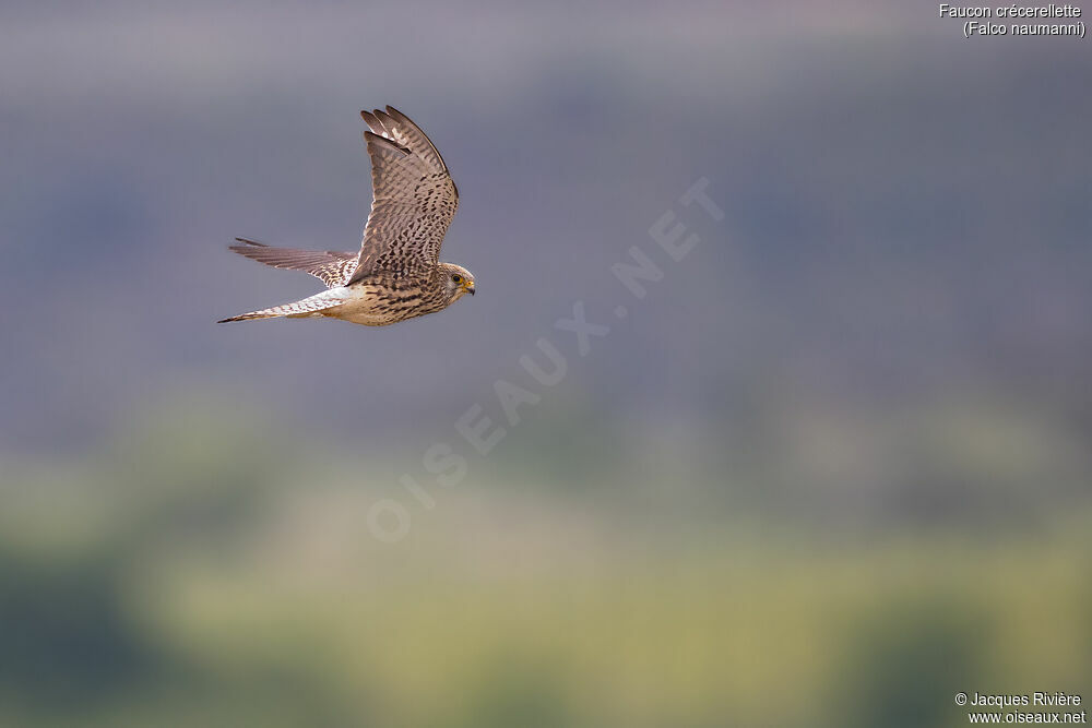 Lesser Kestrel female adult breeding, Flight