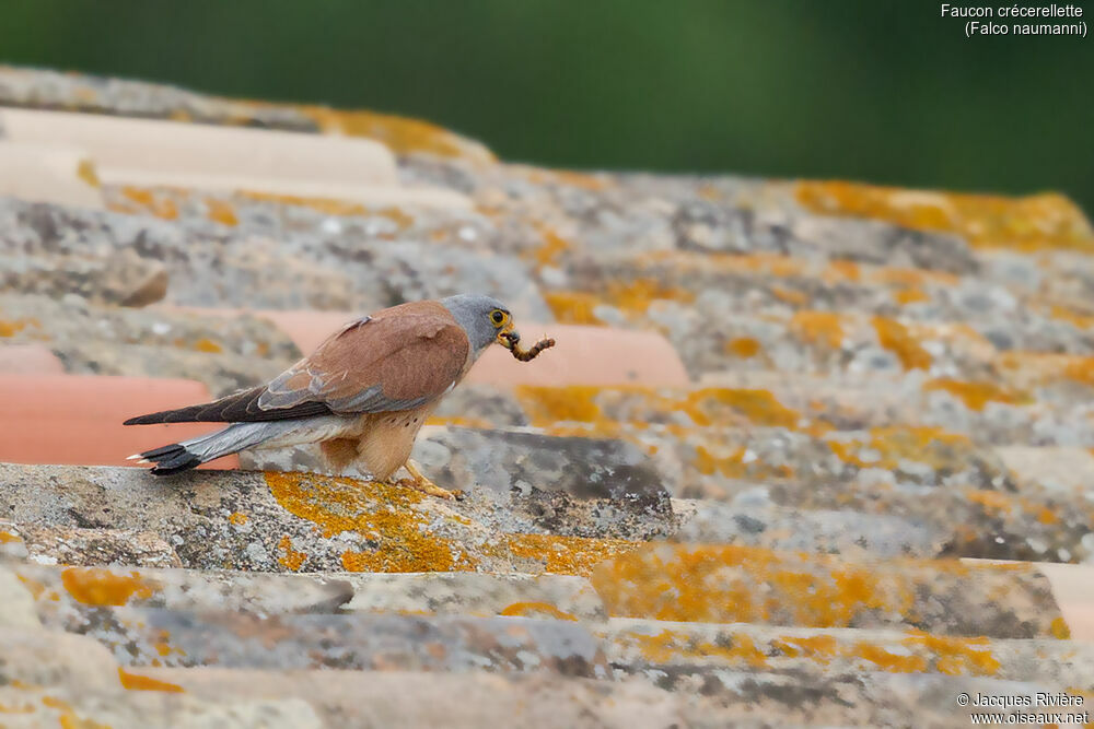 Lesser Kestrel male adult breeding, identification, eats