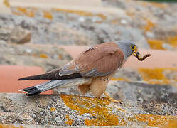 Lesser Kestrel