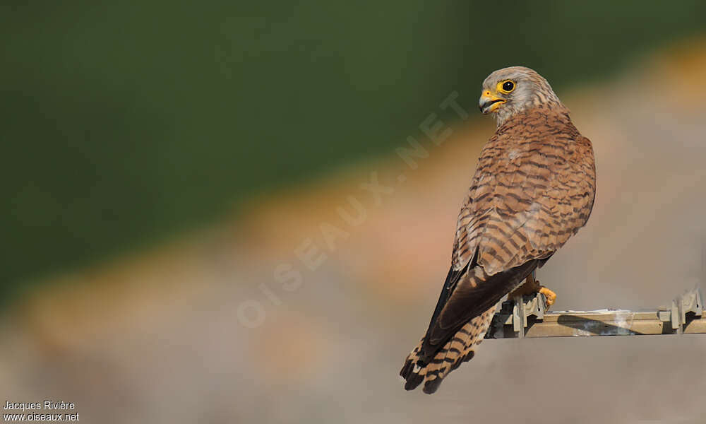 Lesser Kestrel female adult breeding, identification