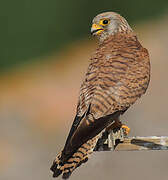 Lesser Kestrel