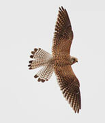 Lesser Kestrel