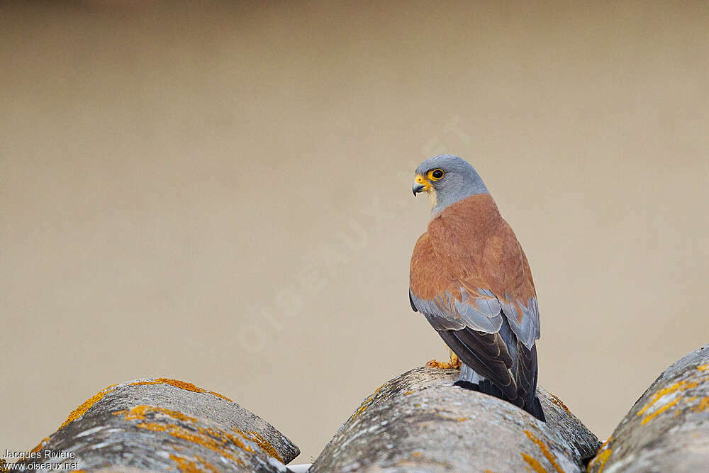 Lesser Kestrel male adult breeding, identification