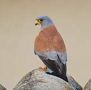 Lesser Kestrel