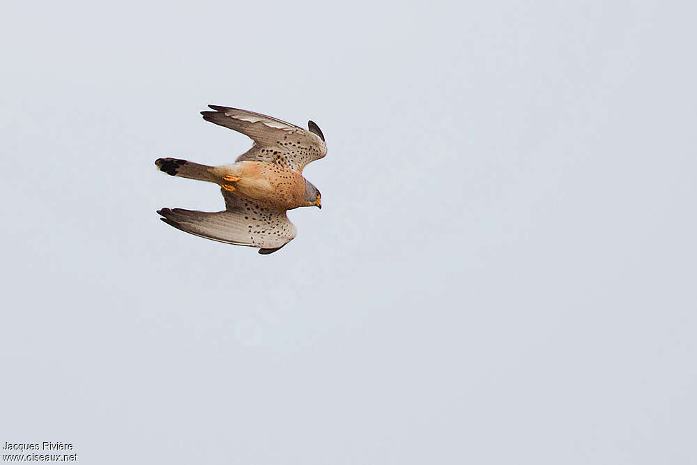 Lesser Kestrel male adult breeding, Flight