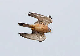 Lesser Kestrel