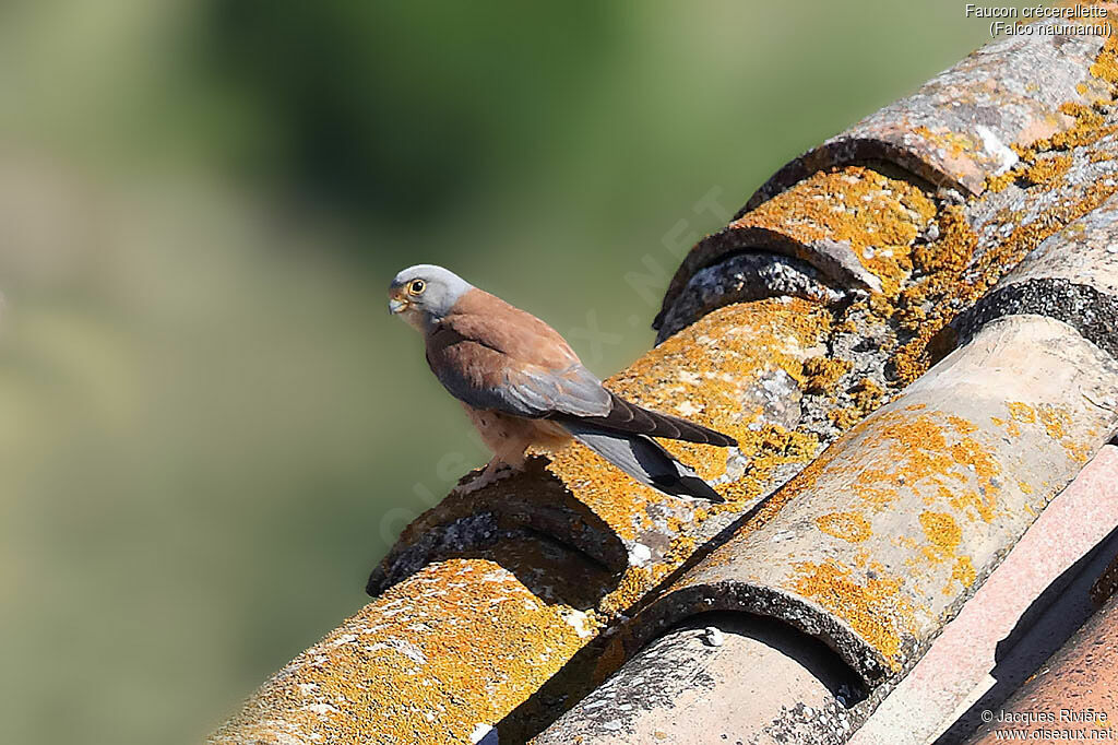 Lesser Kestrel male adult breeding, identification