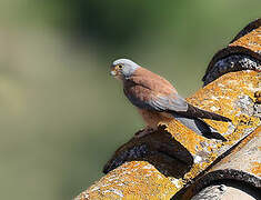 Lesser Kestrel