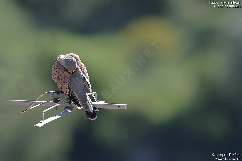 Lesser Kestrel male adult breeding, care