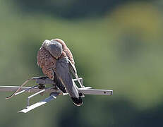 Lesser Kestrel