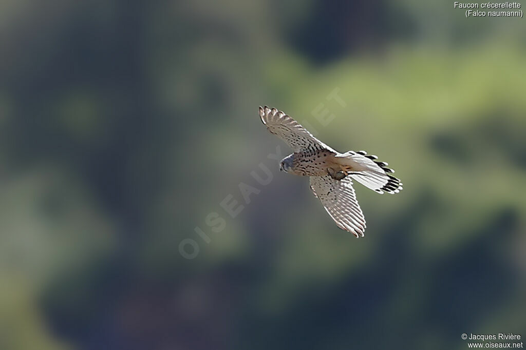 Lesser Kestrel male adult, Flight