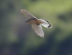 Lesser Kestrel