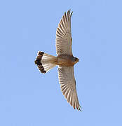 Lesser Kestrel