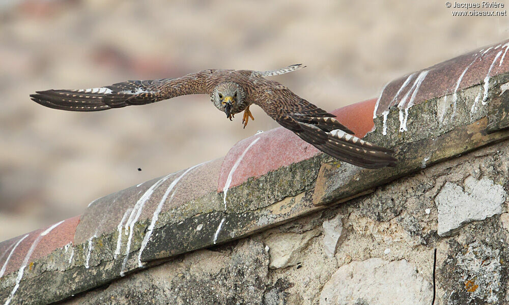 Lesser Kestrel female adult breeding, Flight