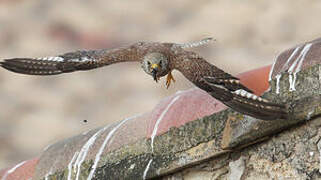 Lesser Kestrel