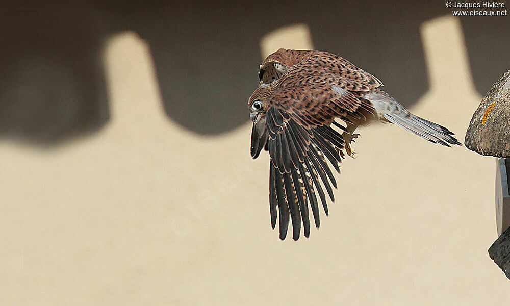 Lesser Kestreljuvenile, Flight