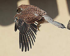 Lesser Kestrel