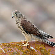 Lesser Kestrel