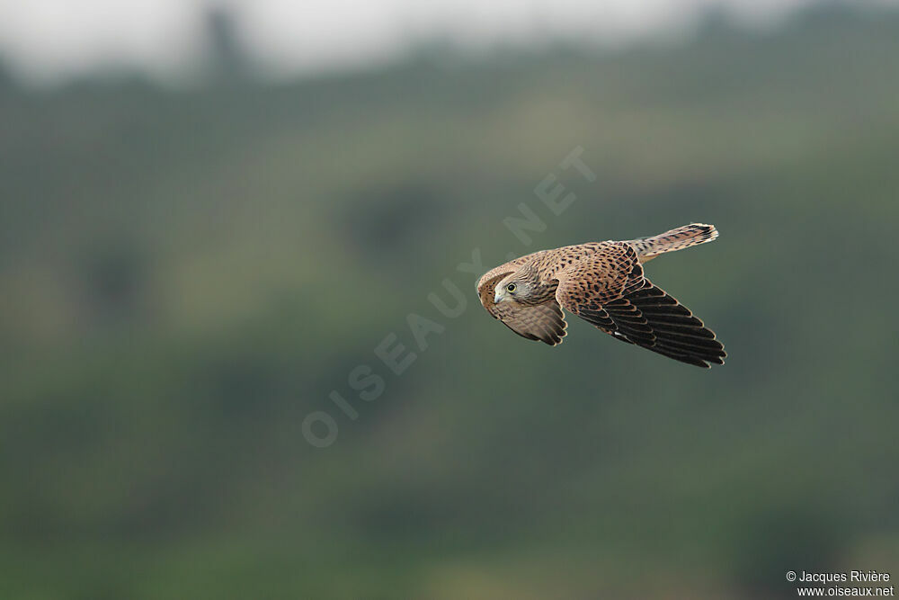 Lesser Kestreljuvenile, Flight