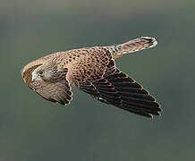 Lesser Kestrel