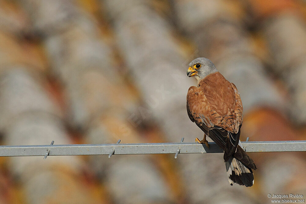 Lesser Kestrel male adult breeding